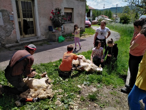 Striženje pri Karlu Celinu.